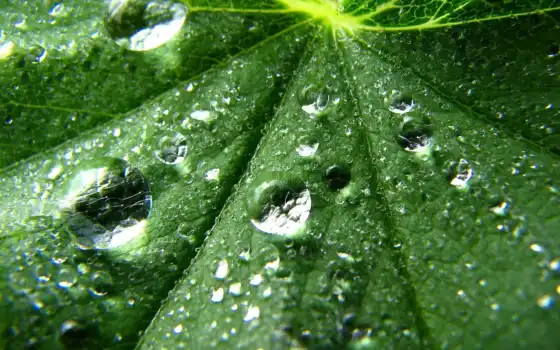 , лист, капля, вода, фото, зеленый, дождь, роялти, капель, природа,
